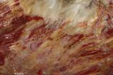 Polished Triassic Petrified Wood Heart - Madagascar #355626-1